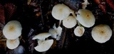 Ripartitella brasiliensis image