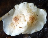 Ripartitella brasiliensis image