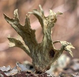 Ramalina americana image