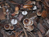 Mycena alcalina image