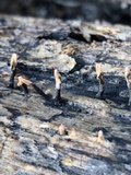 Xylaria cubensis image