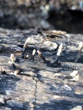 Xylaria cubensis image