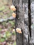 Xylaria cubensis image