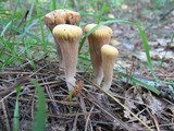 Clavariadelphus truncatus image