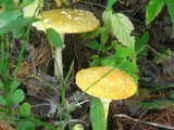 Amanita amerimuscaria image