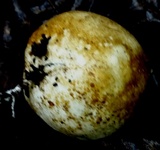 Protubera sabulonensis image