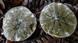 Protubera sabulonensis image