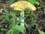 Amanita amerimuscaria image