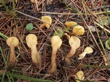 Spathularia rufa image