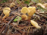 Spathularia rufa image
