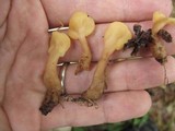 Spathularia rufa image