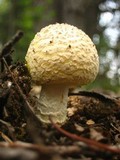 Amanita amerimuscaria image