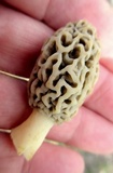 Morchella americana image