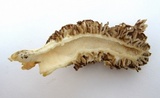 Morchella americana image