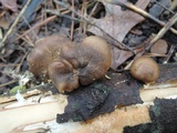 Polyporus brumalis image