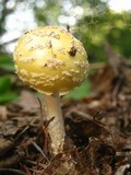 Amanita amerimuscaria image