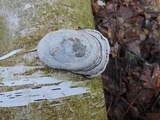 Fomes excavatus image