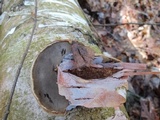 Fomes excavatus image