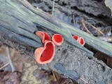 Sarcoscypha austriaca image