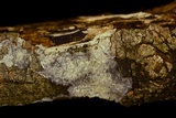 Hyphodermella rosae image