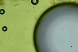 Hyphodermella rosae image