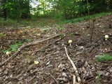 Amanita amerimuscaria image