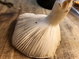 Hygrophorus eburneus image