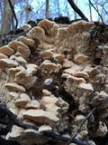 Sarcodontia pachyodon image