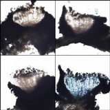 Graphis elegans image