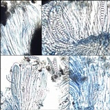 Graphis elegans image
