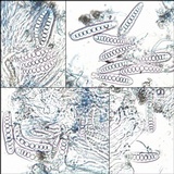 Graphis elegans image