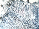 Graphis elegans image