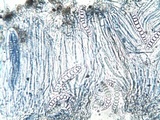 Graphis elegans image