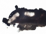 Phlyctis agelaea image