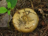 Lactarius chelidonium image