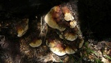 Ganoderma resinaceum image