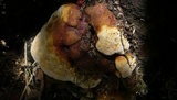Ganoderma resinaceum image