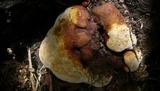 Ganoderma resinaceum image