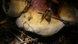 Ganoderma resinaceum image