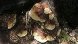 Ganoderma resinaceum image