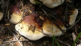 Ganoderma resinaceum image