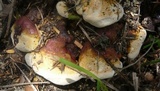 Ganoderma resinaceum image