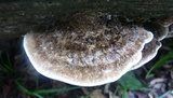Coriolopsis gallica image