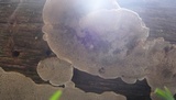 Coriolopsis gallica image