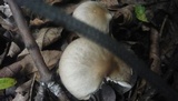 Rhodocollybia butyracea image