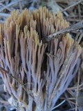 Ramaria stricta image