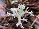 Cladonia caroliniana image
