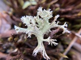 Cladonia caroliniana image