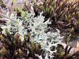 Cladonia caroliniana image