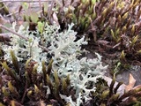 Cladonia caroliniana image
